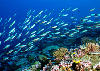 HARI LAUTAN SEDUNIA: Teknologi Nuklear Isotop Stabil Menjelaskan Proses Ekologi Lautan