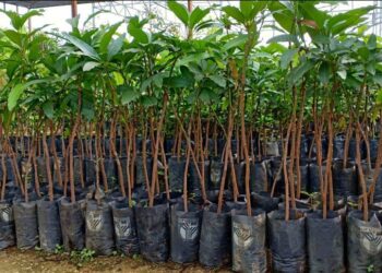 Menjual Anak Pokok Secara Dalam Talian: Peluang dan Cabaran