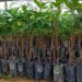 Menjual Anak Pokok Secara Dalam Talian: Peluang dan Cabaran