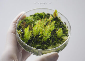 Kultur Tisu Lumut untuk Pemuliharaan dan Nilai Ekonomi Terarium