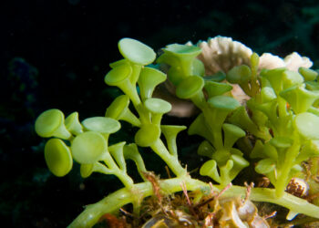 Alga sebagai Penunjuk Biologi Kesihatan Ekosistem Akuatik