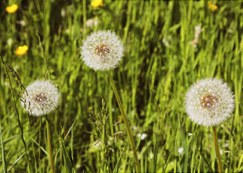 Debunga Rumput: Ancaman Terhadap Kesihatan