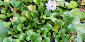 Teknologi Hijau- Rawatan Air Sisa Toksik Perindustrian MenggunakanTumbuhan Tempatan