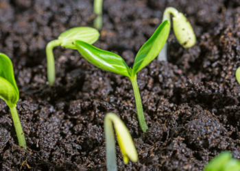 Mikrob dalam Pertanian Lestari