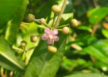 Khasiat Tersembunyi Pokok Mata Pelanduk
