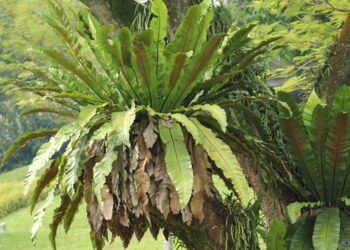 Merungkai Segenap Dimensi Paku Langsuyar: Botani, Sosial dan Nilai Ekonomi