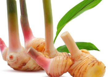 Manfaat Lengkuas bagi Kesihatan Badan dan Oral