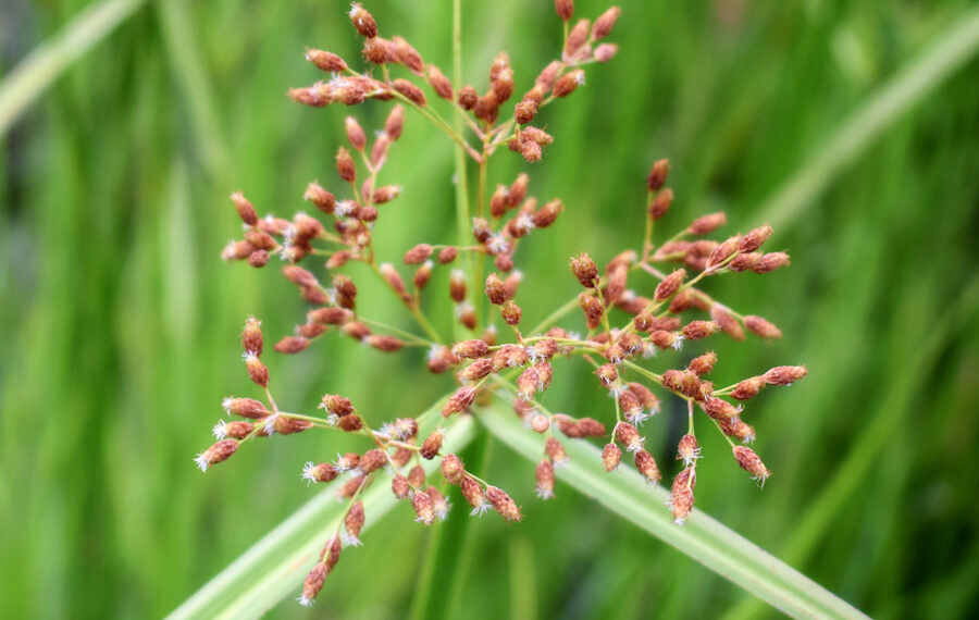 Potensi Rumput Menderong, Kerak Kecil dan Purun Sebagai Agen Fitoremediasi Rawatan Air Kolam Tadahan