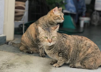 Pengembaraan Matematik Si Bulus Penjelajah Dengan Algoritma Dijkstra