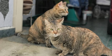 Pengembaraan Matematik Si Bulus Penjelajah Dengan Algoritma Dijkstra