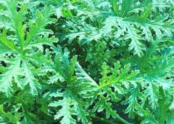 Pokok Jeremin, Tumbuhan Alternatif Menghalau Nyamuk dan Menguji Keselamatan Air Minuman