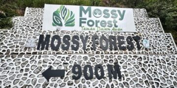 Tarikan dan Keindahan Mossy Forest