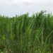 Kepentingan Pengeluaran Silaj Tempatan: Rumput Napier (pennisetum purpureum) sebagai Kunci Kelestarian Industri Ternakan