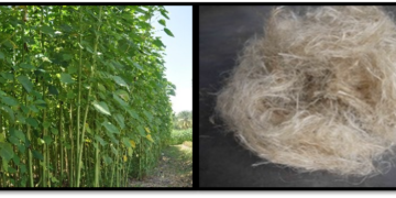 Percetakan 3D dan Serat Kenaf: Inovasi Hijau Memperkukuh Bahan Pergigian