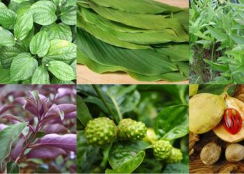 Herba Malaysia: Khazanah Alam untuk Kesihatan Haiwan