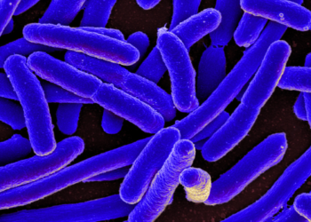 Bakteria Kecil yang Menjadi Sahabat Baik Tumbuhan