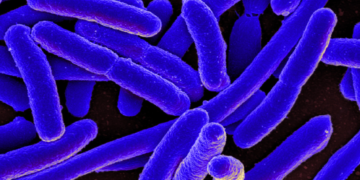 Bakteria Kecil yang Menjadi Sahabat Baik Tumbuhan