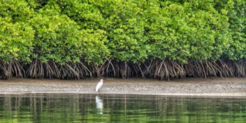Peranan Bakau Sebagai ‘Hentian dan Rehat’ Untuk Burung Pengembara