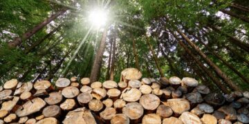 Biojisim Hutan: Lebih Daripada Sekadar Pokok