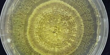 Metarhizium: Inovasi Kawalan Perosak ke Arah Pertanian Lestari