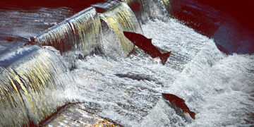 Tangga Ikan: Membantu Ikan Melintasi Halangan Buatan Manusia