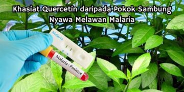Khasiat Quercetin daripada Pokok Sambung Nyawa Melawan Malaria