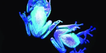 Biofluoresens: Mekanisme, Kepelbagaian dan Kepentingannya dalam Ekologi