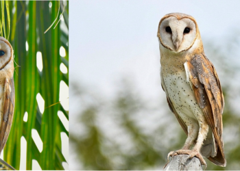Burung Pungguk Jelapang Membantu Mengawal Tikus Perosak
