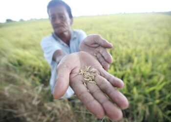 Isu Padi Angin dan Kawalan Racun di Sawah Padi
