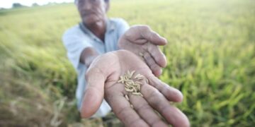 Isu Padi Angin dan Kawalan Racun di Sawah Padi