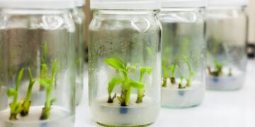 Satu Pokok, Seribu Anak: Teknologi Tisu Kultur Pisang