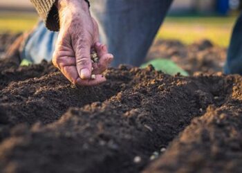 Apabila Tanah Menjadi Terlalu Lembut: Peranan Taburan Partikel dalam Pertanian