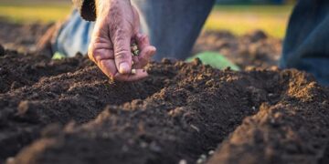 Apabila Tanah Menjadi Terlalu Lembut: Peranan Taburan Partikel dalam Pertanian