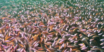 Adakah Ikan Sangkar Bebas Logam Berat?