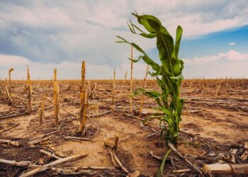 Krisis Perang dan Iklim: Ancaman Risiko Bekalan Makanan Dunia