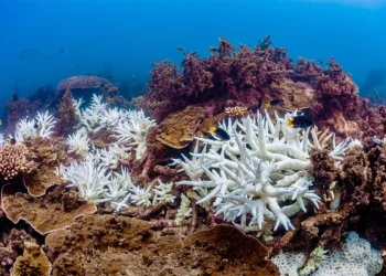 Ramalan Satelit Tentang Masa Depan Terumbu Karang