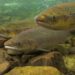 Keupayaan Kumpulan Ikan Diadromus Beradaptasi dengan Iklim