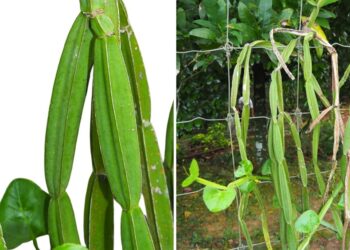 Pokok Patah Tulang: Si Pemanjat Empat Segi dengan Khasiat Luar Biasa