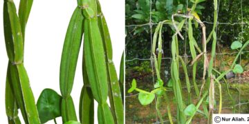 Pokok Patah Tulang: Si Pemanjat Empat Segi dengan Khasiat Luar Biasa