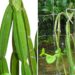 Pokok Patah Tulang: Si Pemanjat Empat Segi dengan Khasiat Luar Biasa