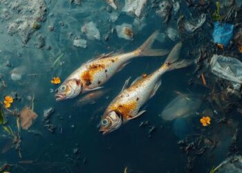 Ancaman Logam Berat dalam Rantaian Makanan: Bagaimana Bahan Pencemar Terkumpul dalam Tubuh Ikan?