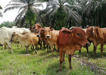Satu Ladang, Pelbagai Ternakan: Cabaran Sains di Sebalik Penternakan Integrasi