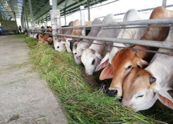 Satu Ladang, Pelbagai Ternakan: Cabaran Sains di Sebalik Penternakan Integrasi