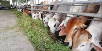Satu Ladang, Pelbagai Ternakan: Cabaran Sains di Sebalik Penternakan Integrasi