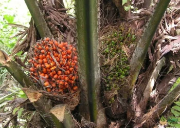 Kawalan Biologi bagi Ganoderma boninense, Kulat Perosak Tanaman Kelapa Sawit
