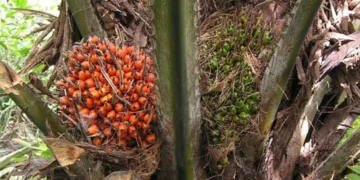 Kawalan Biologi bagi Ganoderma boninense, Kulat Perosak Tanaman Kelapa Sawit