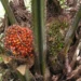 Kawalan Biologi bagi Ganoderma boninense, Kulat Perosak Tanaman Kelapa Sawit