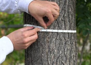 Satu Ukuran, Pelbagai Maklumat: Kepentingan Diameter at Breast Height (DBH) dalam Kajian Hutan