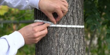 Satu Ukuran, Pelbagai Maklumat: Kepentingan Diameter at Breast Height (DBH) dalam Kajian Hutan