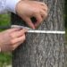 Satu Ukuran, Pelbagai Maklumat: Kepentingan Diameter at Breast Height (DBH) dalam Kajian Hutan